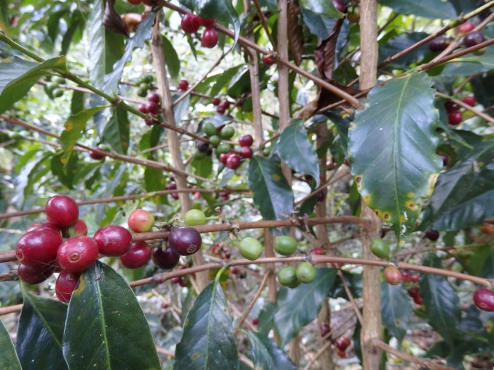 Coffee plants along the side of the trail.
